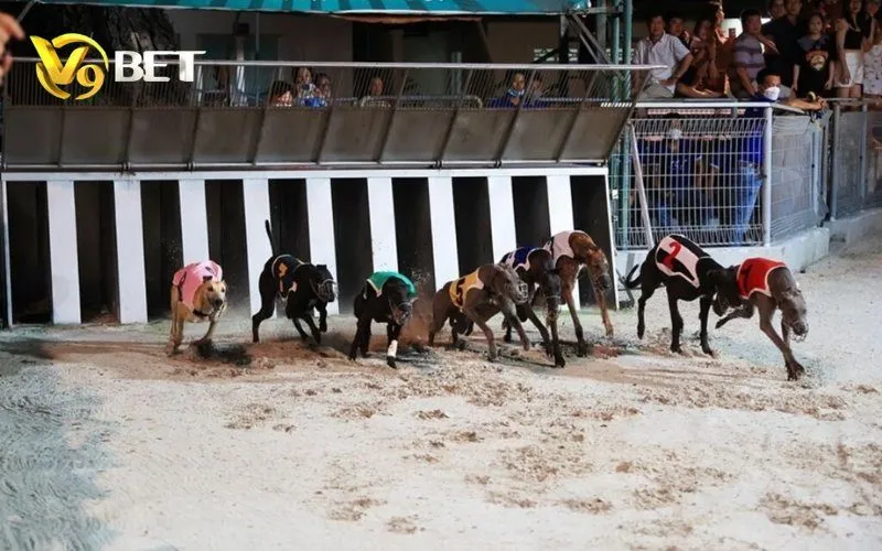 Ảnh minh họa lỗi thường gặp khi chơi Đua Chó Ảo V9BET